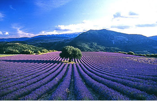 Provence